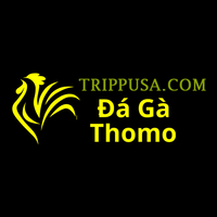 Đá Gà Trực  Tiếp Thomo