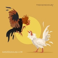 thomohomnay TRỰC TIẾP ĐÁ GÀ THOMO Full HD MỖI NGÀY
