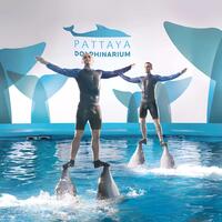 Dolphin Show Pattaya