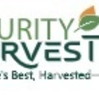 purity  harvest